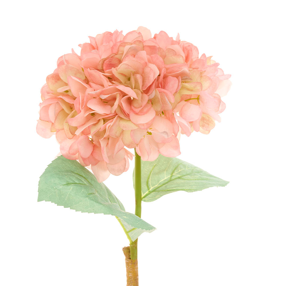 Hortencia Rosa