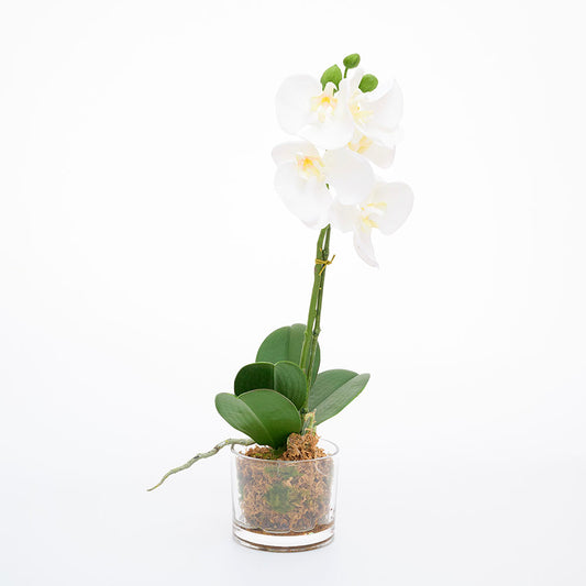 Orquidea 13"