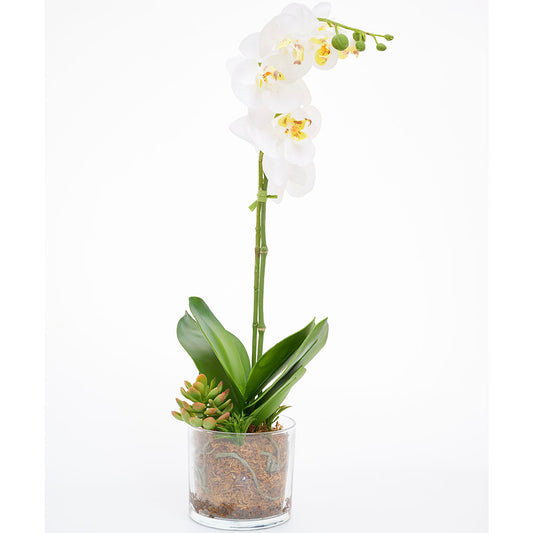 Orquidea 20"